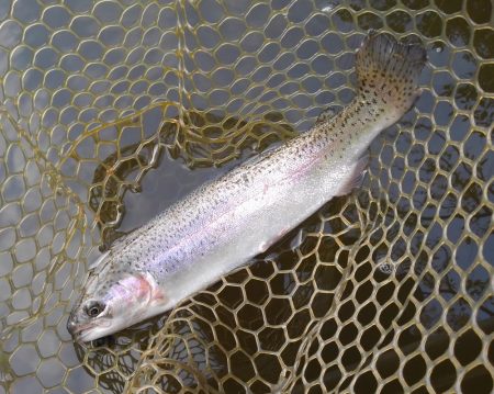 大安トラウトレイク 釣果